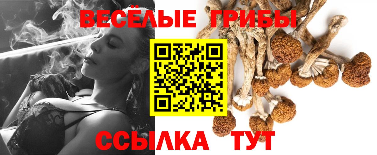 Галлюциногенные грибы Psilocybe Клинцы
